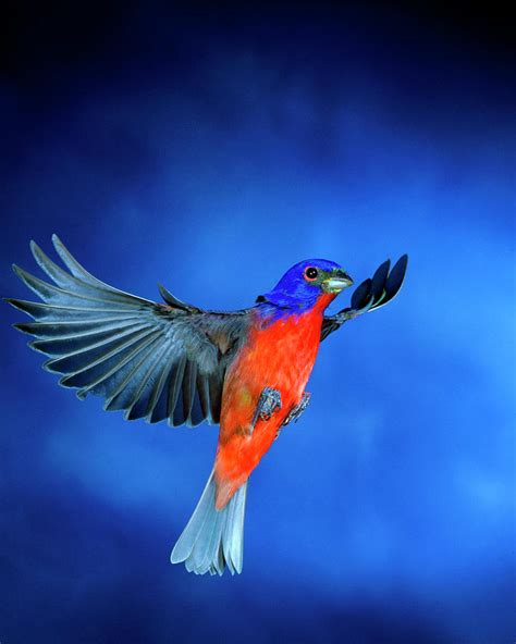 Painted Bunting, Male, In Flight by Premium Uig