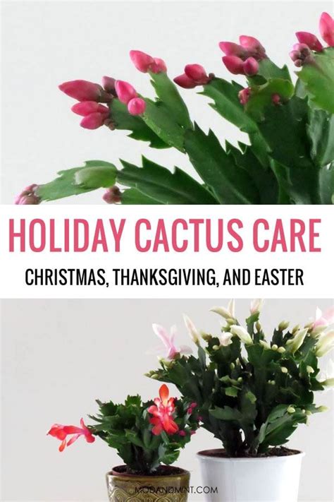 Thanksgiving Cactus Care How To Grow An Indoor Schlumbergera Holiday