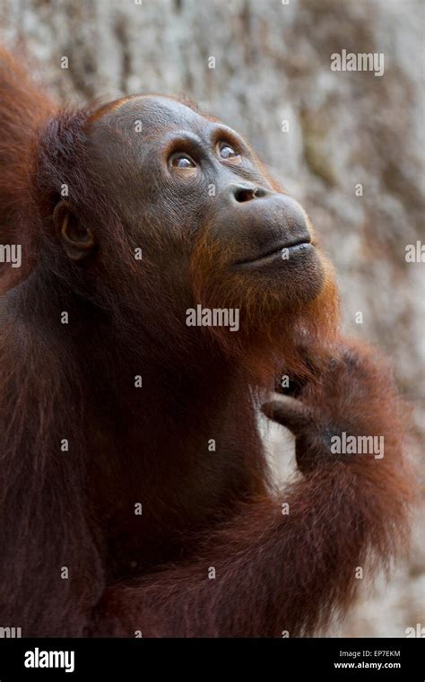 Female Orangutan Thinking Stock Photo - Alamy