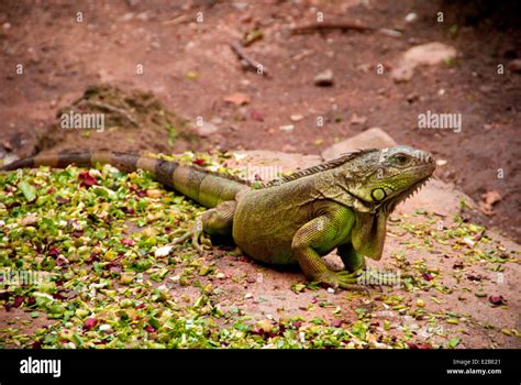 FLORA y FAUNA de CHIAPAS Características y ejemplos