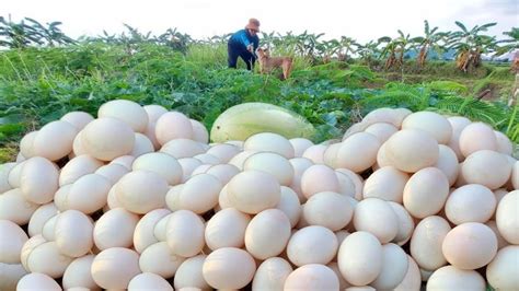 Top Video Fishing A Fisherwoman Pick A Lots Of Duck Eggs In Cucumber