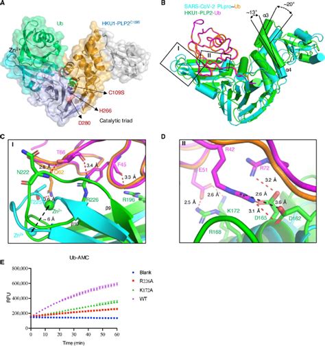 The Crystal Structure Of The Hku Plp C S Ub Complex And Comparison