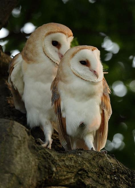 Sad owl 🦉 : Owls