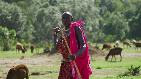 Maasai Man Holding Traditional Shepherd S Stick Stock Footage Video