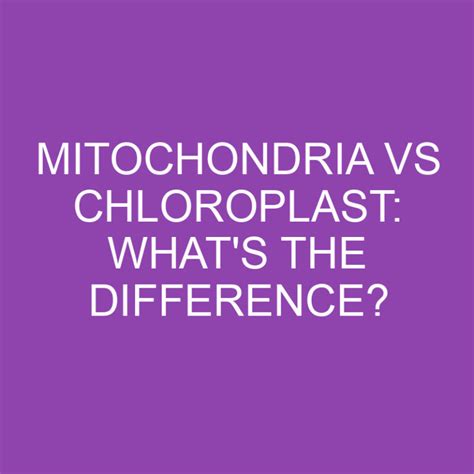 Mitochondria Vs Chloroplast: What's The Difference? » Differencess