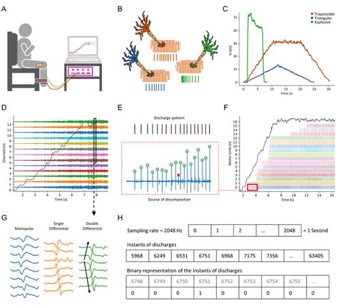 High Density Surface Electromyography Hd Semg Signal Acquisition And