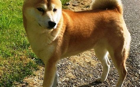 Shiba Inu German Shepherd Mix - Breed Information And Guide - AllShepherd