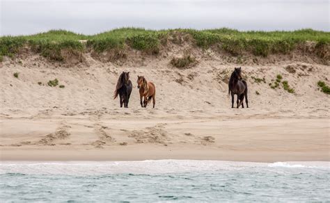 Photos: The wild horses of Sable Island | Canadian Geographic