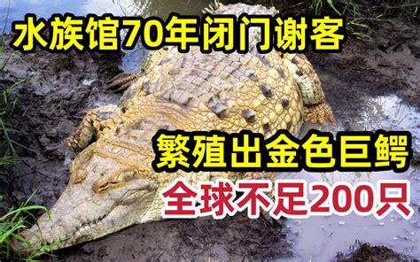 钓鱼佬开水族馆70年不营业，竟繁育出全球不足200只的珍稀鳄鱼 爬行天下 爬行天下 哔哩哔哩视频