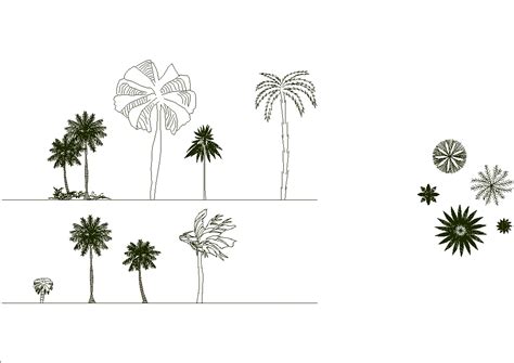 Palm Trees And Coconut Trees In AutoCAD CAD 836 49 KB Bibliocad