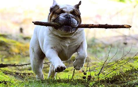 Cuántas clases de Bulldog hay Vimar Alfambra