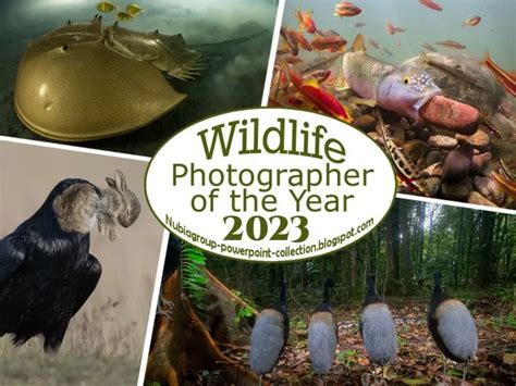 PPT - Wildlife Photographer of the Year 2023 PowerPoint Presentation, free download - ID:12581520