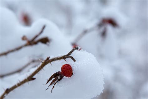 Шиповник зимой. Фото