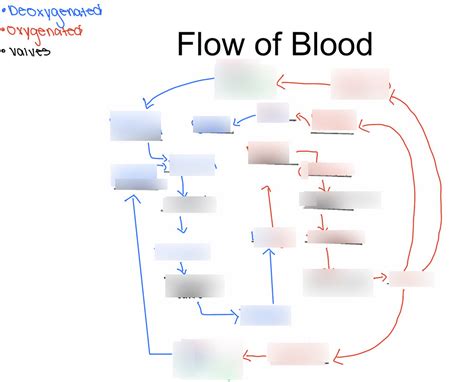 Flow of blood Diagram | Quizlet