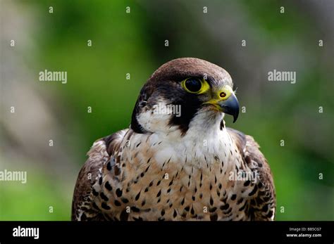 Peregrine Falcon Hi Res Stock Photography And Images Alamy