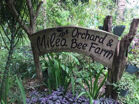 Top 10 Famous Orchard Farms In The Philippines A Must Visit For Fruit