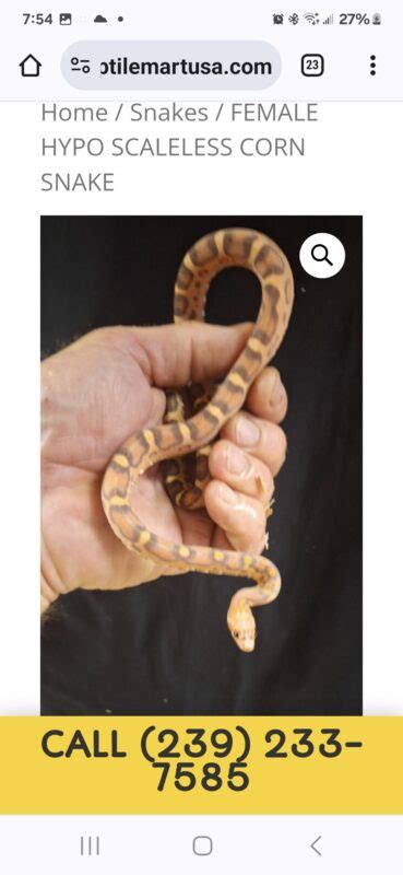 FEMALE HYPO SCALELESS CORN SNAKE Reptile Mart