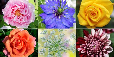 20 Plants Perfect For A Cut Flower Garden - Growing Cut Flowers