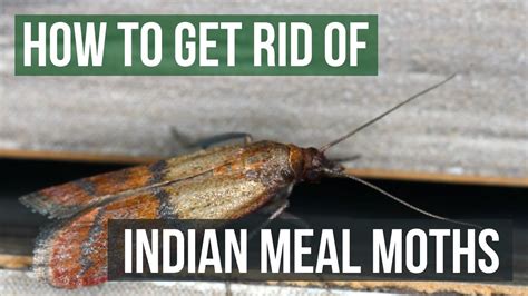 How To Get Rid Of Moths And Maggots In Pantry At Harold Lindley Blog