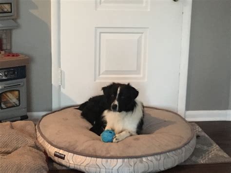 Other Dogs – Wisconsin Border Collie Rescue