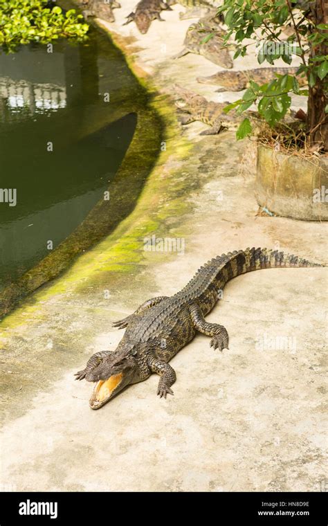 THAILAND Crocodile Farm and Zoo Stock Photo - Alamy