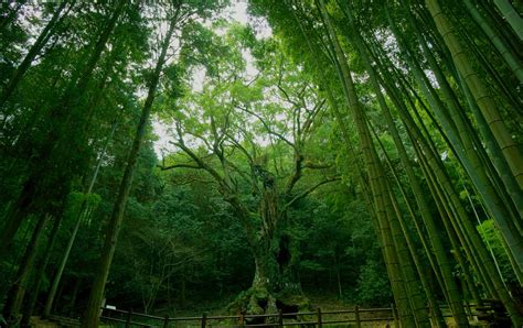 Albero Di Canfora Gigante Del Santuario Di Takeo Travel Japan Ente