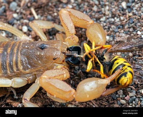 Wasp Vs Scorpion