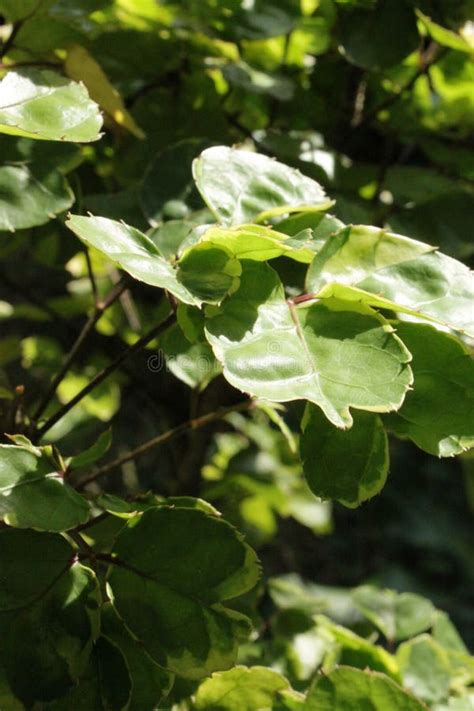 Variegata Leaves Of Polyscias Balfouriana Stock Image Image Of Green