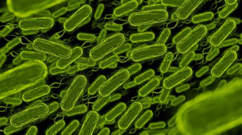 Lactobacillus Fermentum Clave Para La Salud En La Lactancia Farmacia