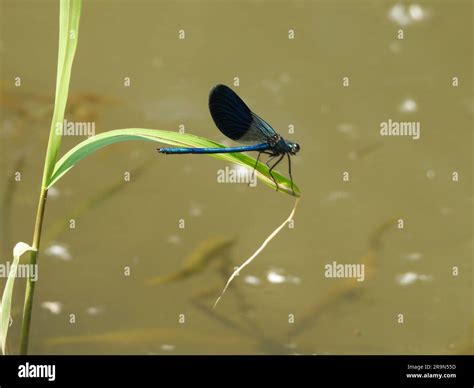 Insects Dragonfly On The River Stock Photo Alamy