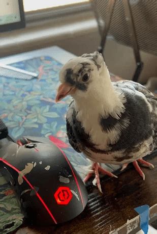 Name ideas? : r/pigeon