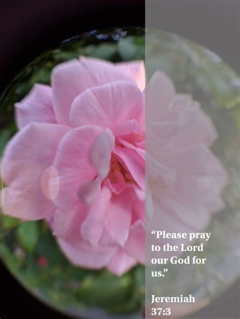 Pray For Your Loved Ones Pray Flowers Throne Room