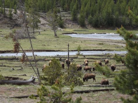 Buffalo Herd Yellowstone 5-2012 | National parks, Great places, Yellowstone