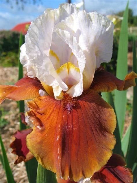 Tb Iris Germanica Chocolate Vanilla Stunning Brown Flowers