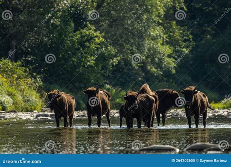 European Bison, Wisent, Bison Bonasus. Bieszczady, Carpathians, Poland ...