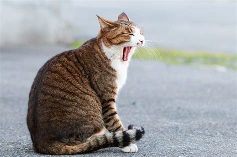 埠頭から海を見る黒猫｜フリー写真素材・無料ダウンロード ぱくたそ