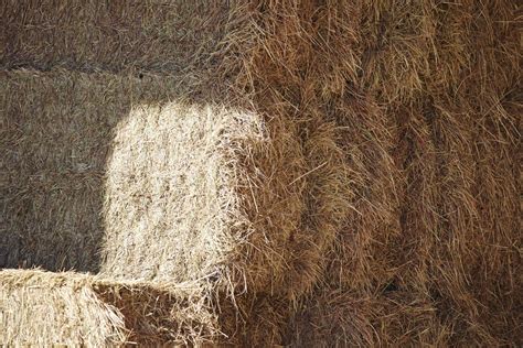 Six Signs Of Good Quality Horse Hay The Northwest Horse Source