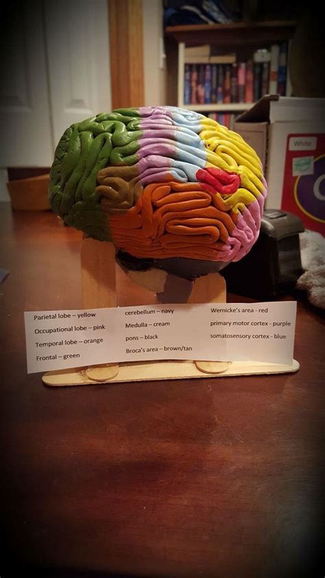 Clay Brain Model | Human Body Systems Projects