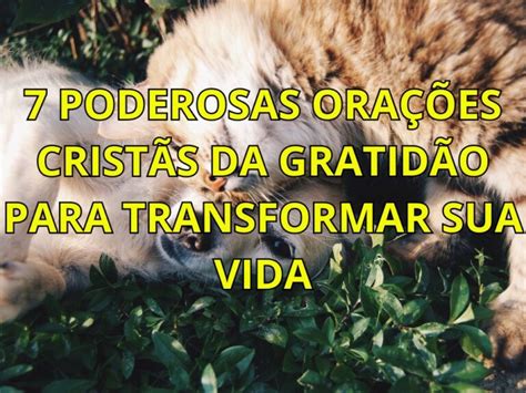 Poderosas Ora Es Crist S Da Gratid O Para Transformar Sua Vida