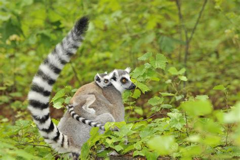 Ring-tailed Lemur - Duke Lemur Center