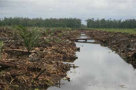 FUTURE: Ancaman Pembukaan Hutan Gambut untuk Perkebunan Kelapa Sawit Berskala Besar