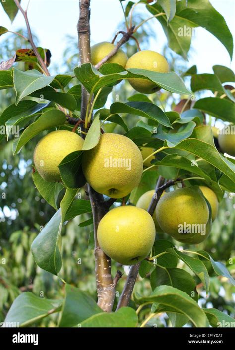 In The Orchard Pears Ripen On The Tree Branch Stock Photo Alamy