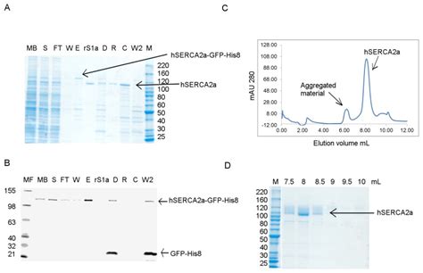 Protein Was Obtained Using Minimal Media A Coomassie Stained Sds Page Download Scientific