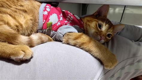 My kitty is very scared because the neighbors are very noisy. And he