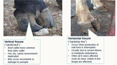 Less Common Causes Of Lameness Originating In The Foot Flashcards Quizlet