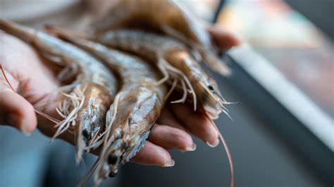 The Difference Between Shrimp And Prawns Other Than Size