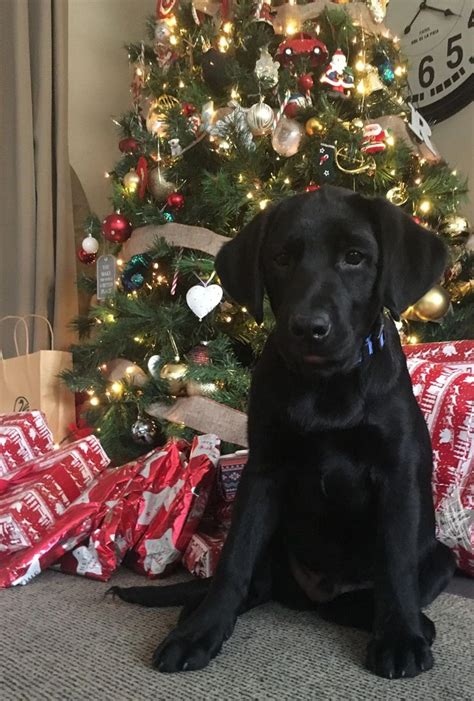 Labrador Puppy Christmas Labradorpuppies Labrador Puppy Christmas