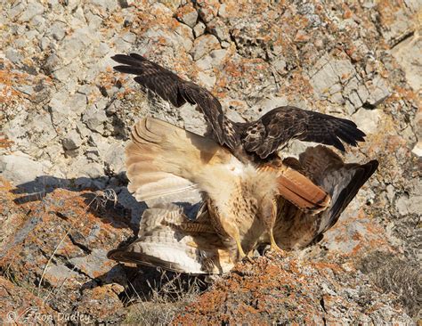 Meet The Mated Pair Of Red-tailed Hawks, Together This Time – Feathered ...