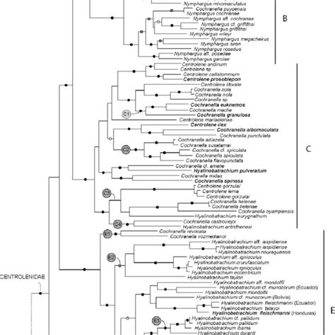 Maximum Likelihood Phylogeny Of Glassfrogs Inferred From The Complete