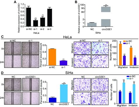 Circgse1 Promotes Migration And Invasion Of Cervical Cancer Cells A Download Scientific